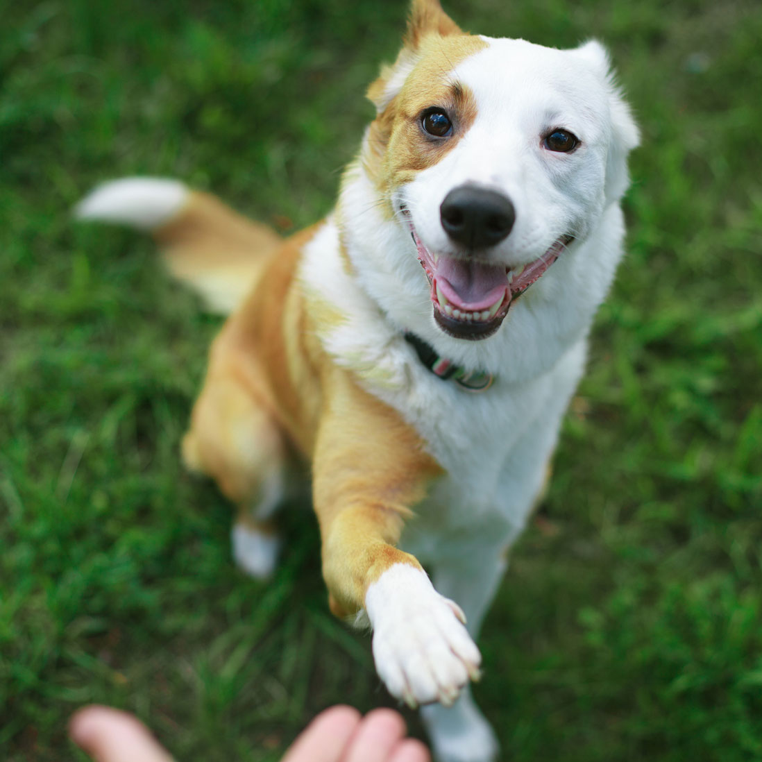 Erwachsene Hunde & Hunde aus dem Tierschutz